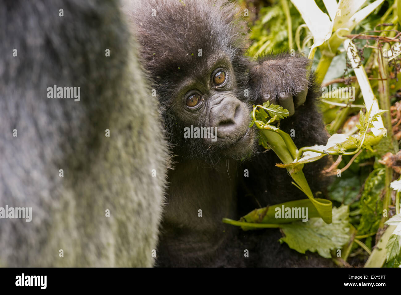 Baby gorilla di montagna Foto Stock