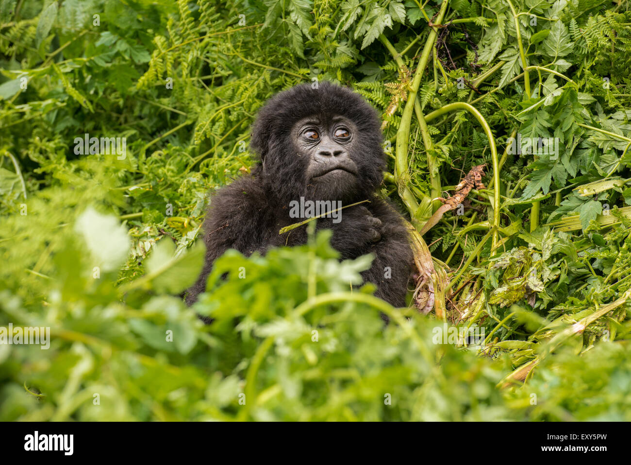 Baby gorilla di montagna seduta nella vegetazione, Parco Nazionale Vulcani, Ruanda Foto Stock
