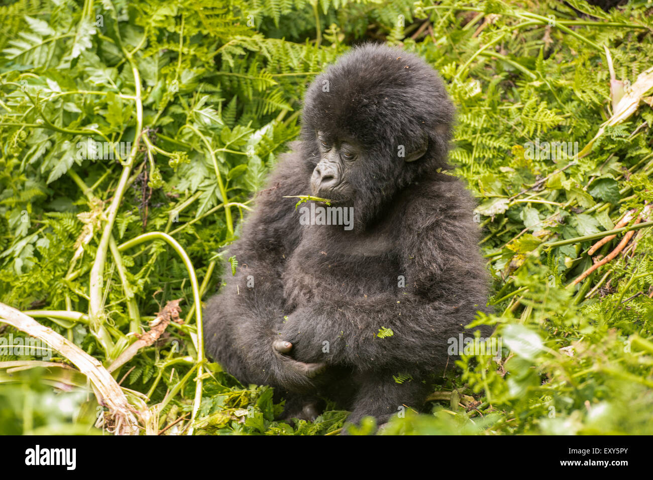 Baby gorilla di montagna seduta nella vegetazione, Parco Nazionale Vulcani, Ruanda Foto Stock