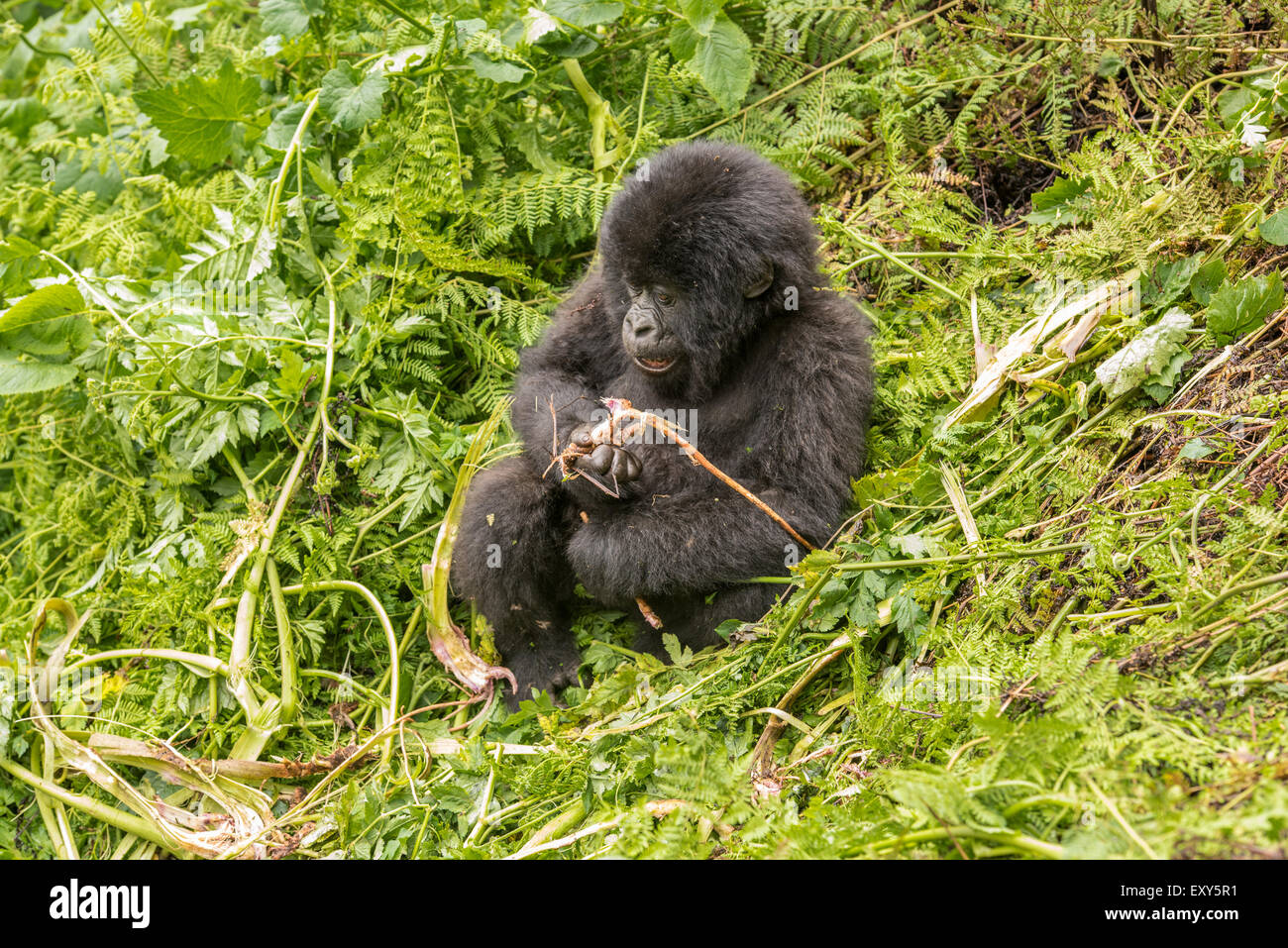 Baby gorilla di montagna seduta nella vegetazione, Parco Nazionale Vulcani, Ruanda Foto Stock