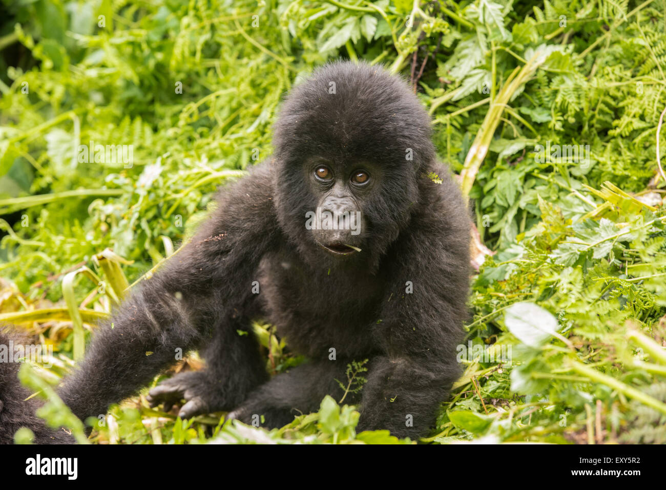 Baby gorilla di montagna seduta nella vegetazione, Parco Nazionale Vulcani, Ruanda Foto Stock