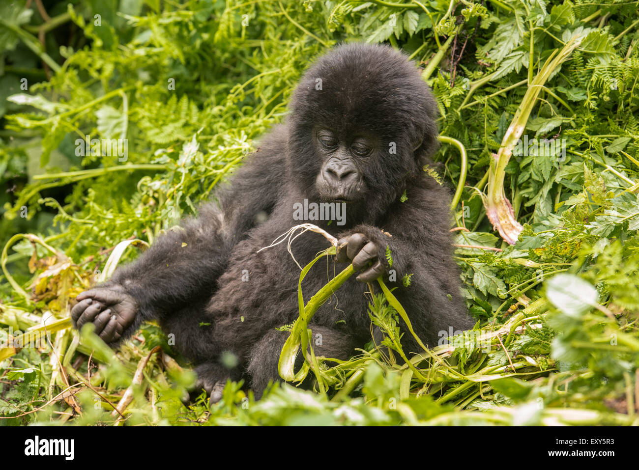 Baby gorilla di montagna seduta nella vegetazione, Parco Nazionale Vulcani, Ruanda Foto Stock