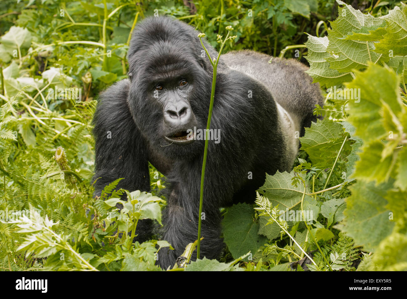 Gorilla Silverback di vegetazione, Ruanda Foto Stock