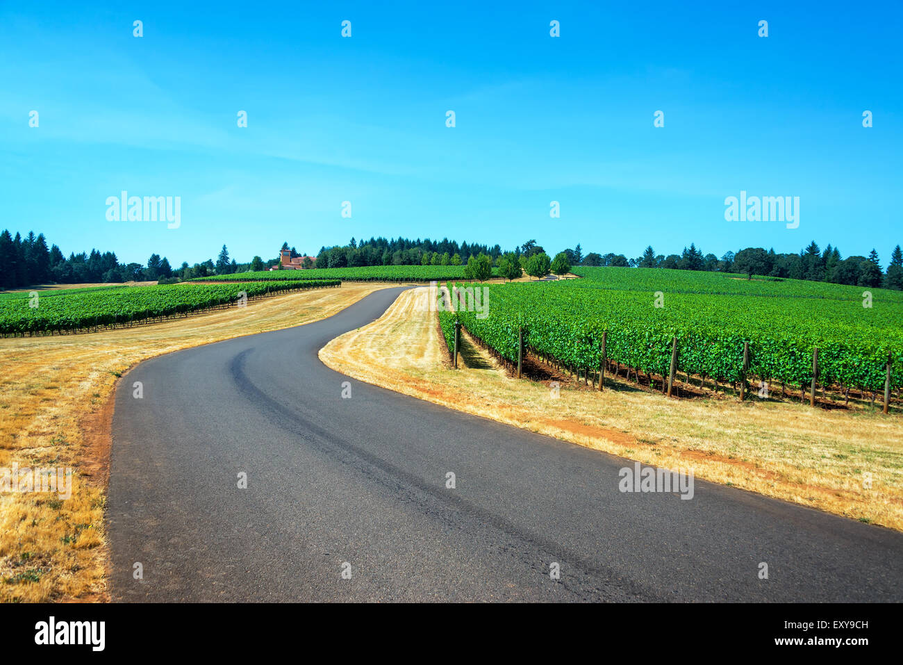 Road passando attraverso un vigneto nelle colline di Dundee in Oregon Foto Stock