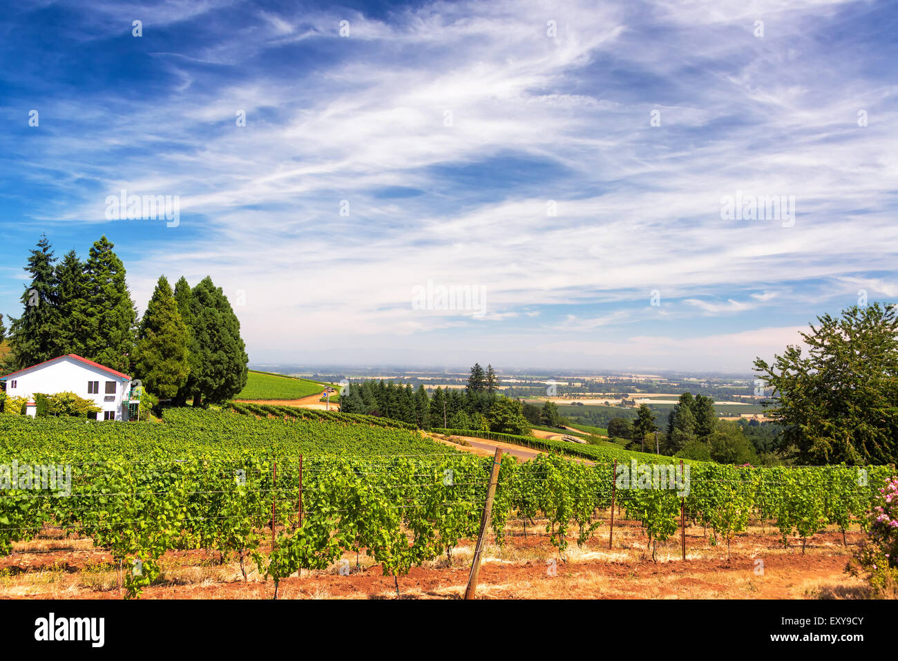 Vigneti nelle colline di Dundee in Oregon con un bel cielo drammatico Foto Stock
