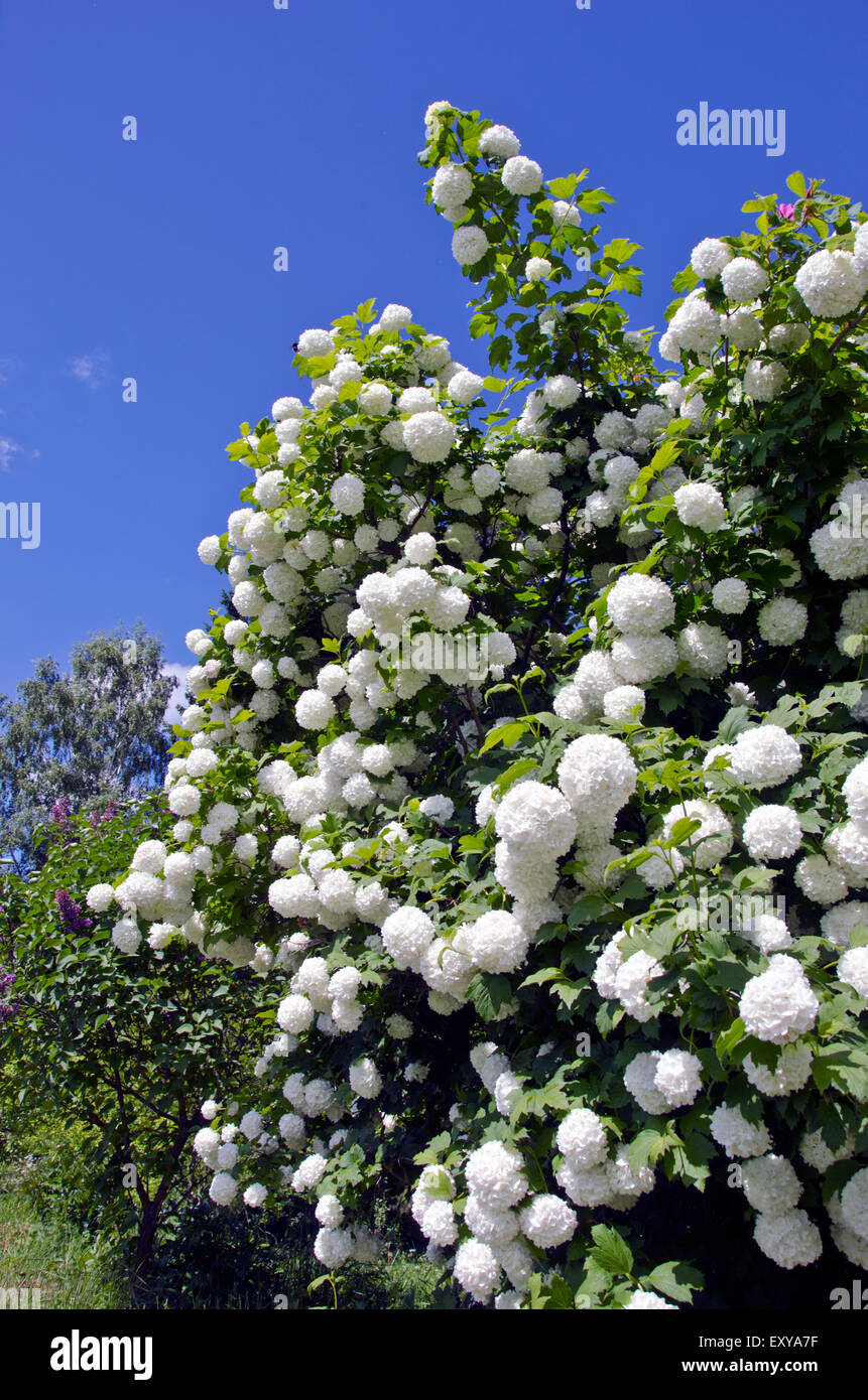 Splendida fioritura viburnum (Viburnum opulus) boccola in giardino Foto Stock
