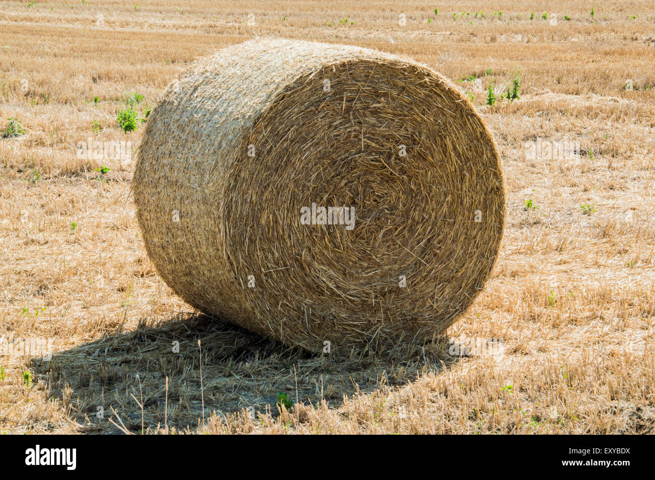 Sulla balla di fieno immagini e fotografie stock ad alta risoluzione