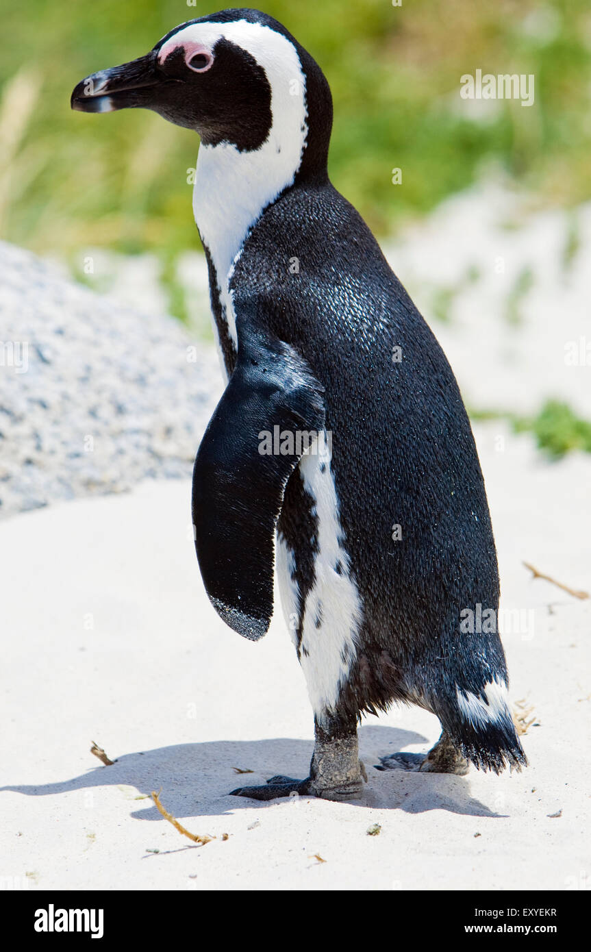 I Penguins africani dalla Spiaggia Boulders colonia di pinguini, sulla terra nella città di Simon, Città del Capo Sud Africa Foto Stock