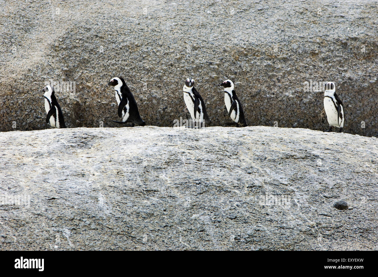 I Penguins africani dalla Spiaggia Boulders colonia di pinguini, sulla terra nella città di Simon, Città del Capo Sud Africa Foto Stock