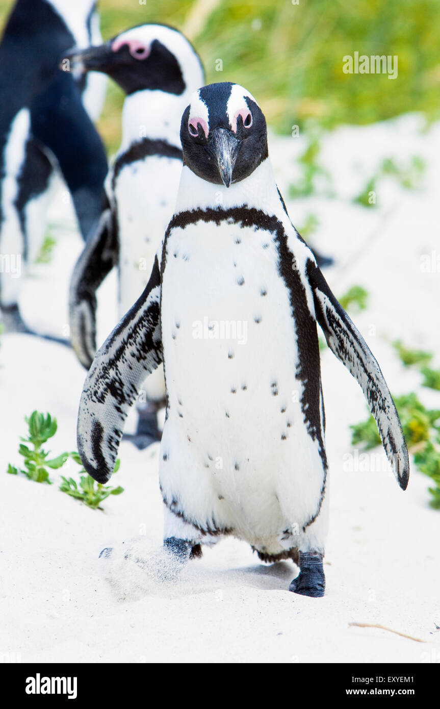 I Penguins africani dalla Spiaggia Boulders colonia di pinguini, sulla terra nella città di Simon, Città del Capo Sud Africa Foto Stock