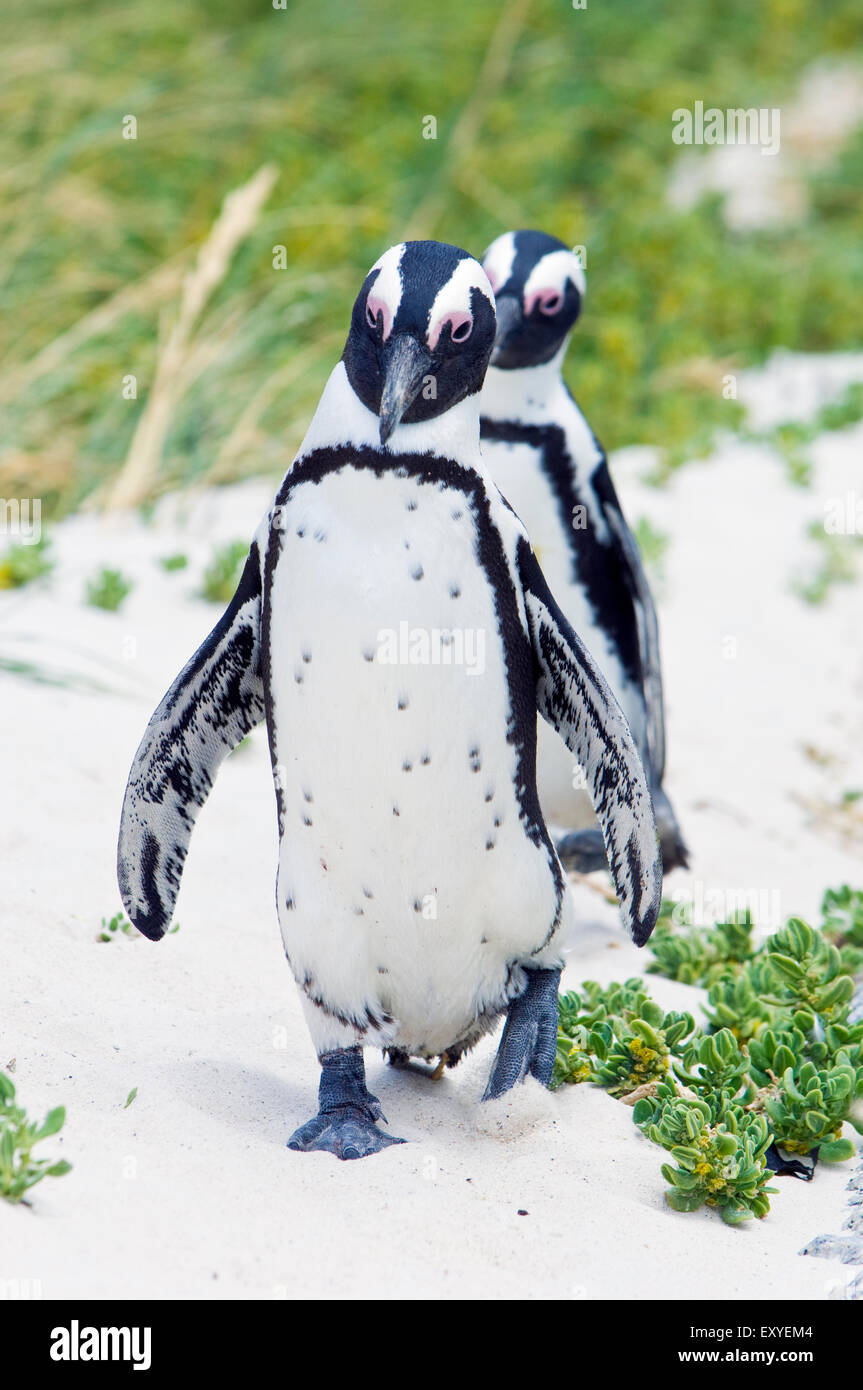 I Penguins africani dalla Spiaggia Boulders colonia di pinguini, sulla terra nella città di Simon, Città del Capo Sud Africa Foto Stock