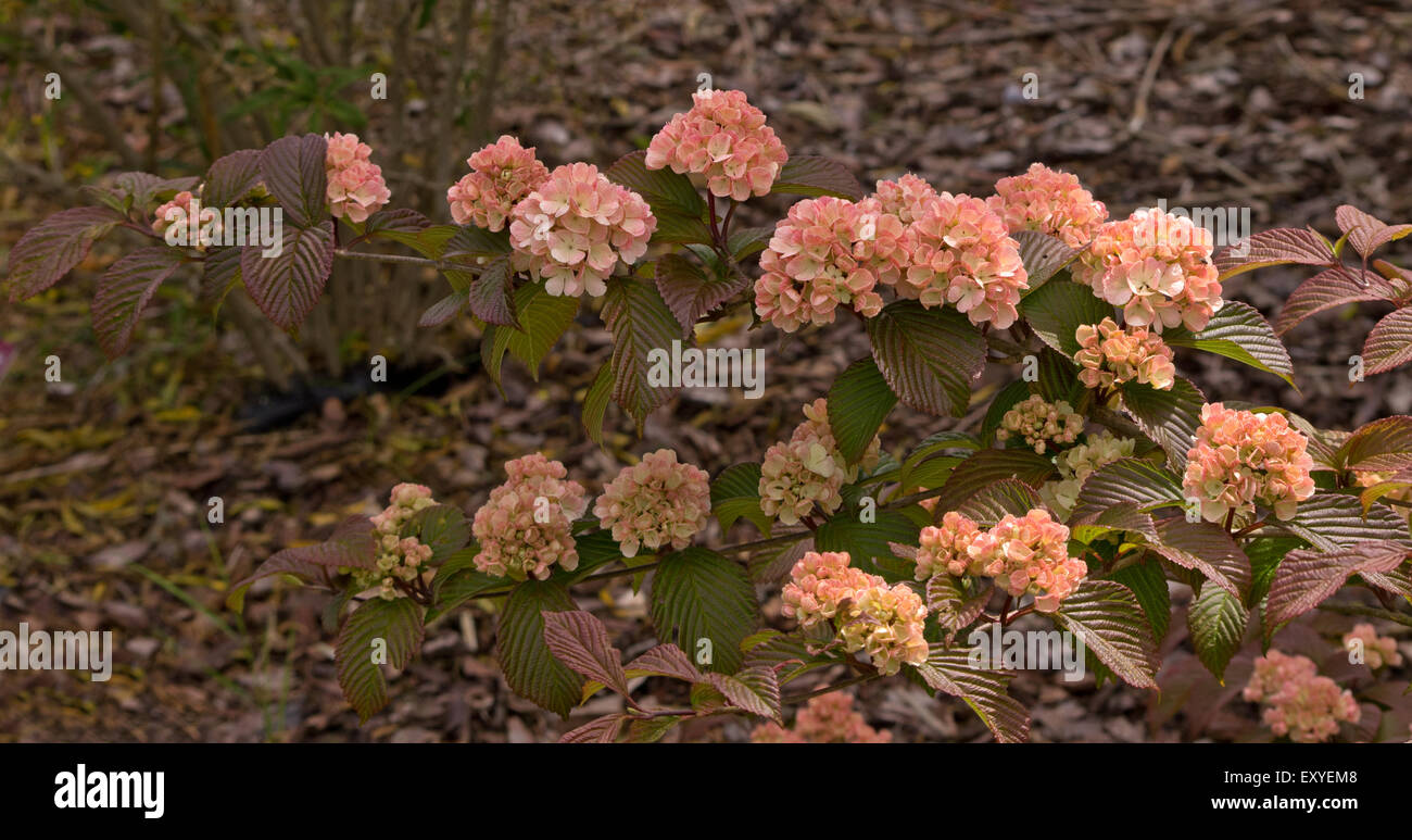 Viburnum plicatum Rosace Foto Stock