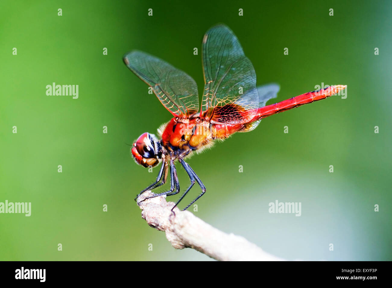 Scarlet skimmer Dragonfly Foto Stock