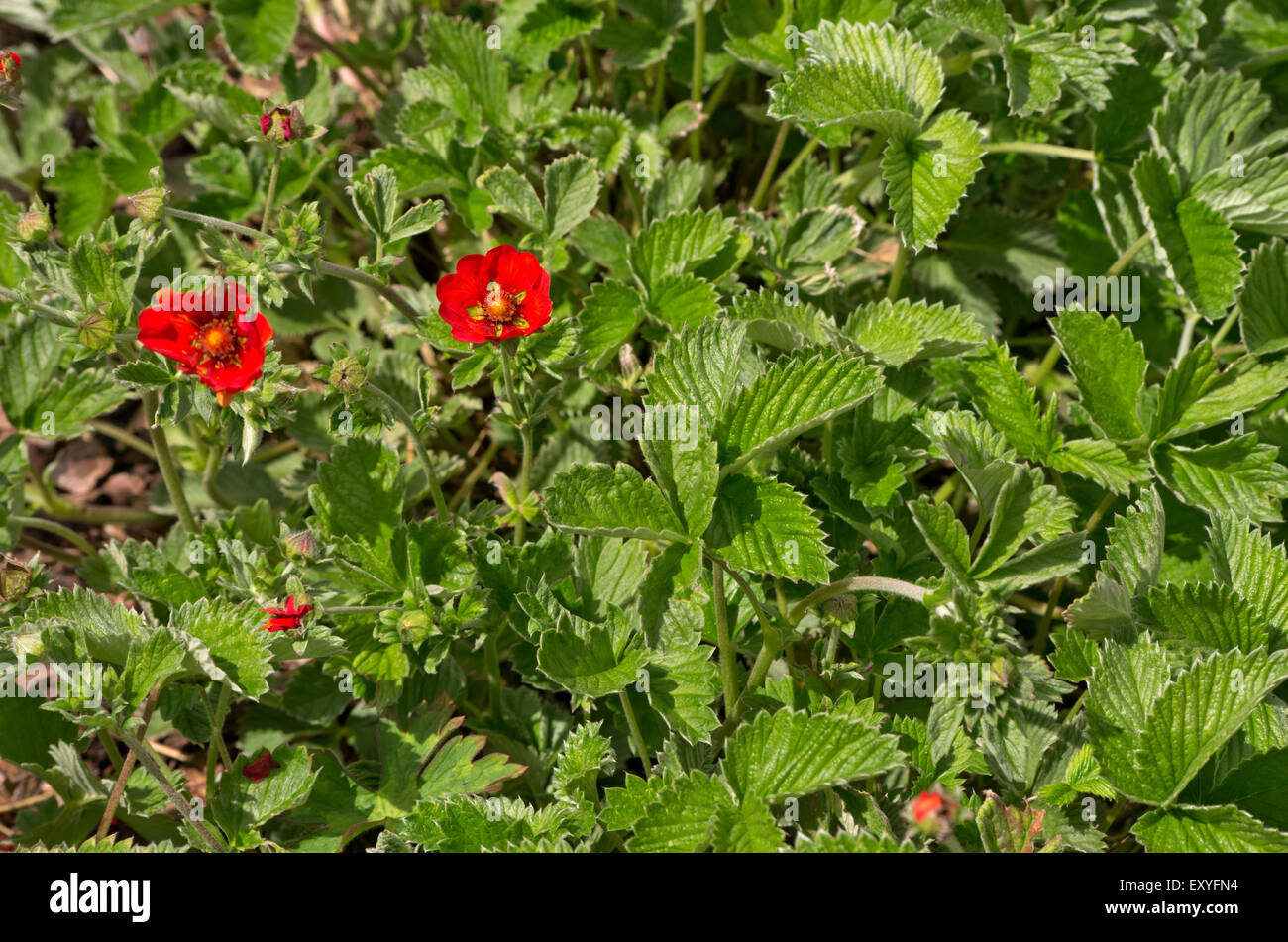 Potentilla atrosanguinea Scarlet Starlit Foto Stock