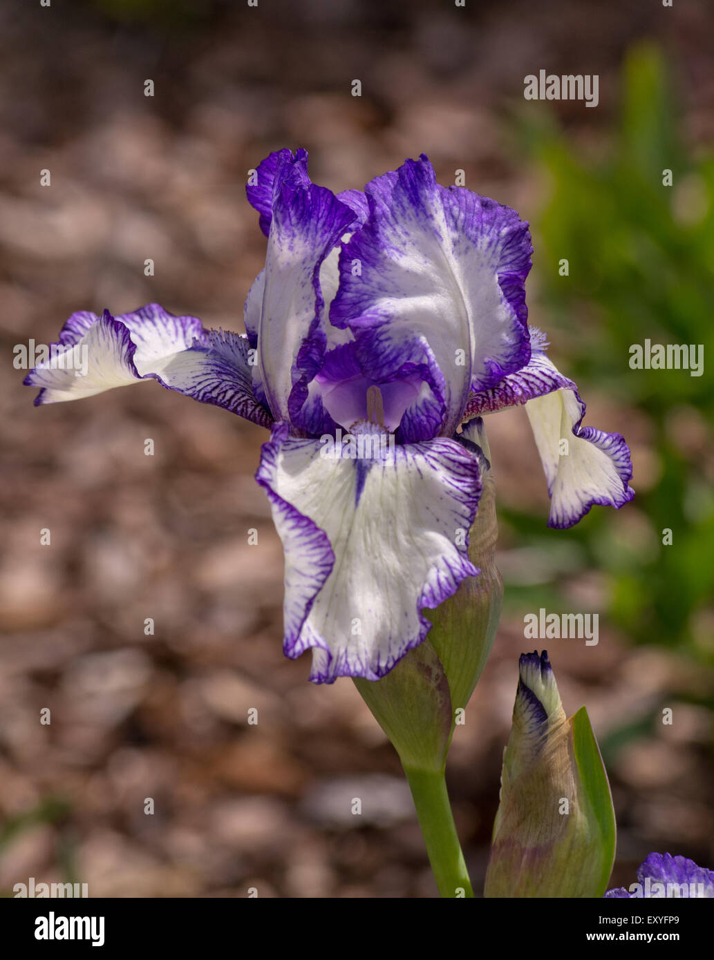 Stampa in grassetto Iris Foto Stock
