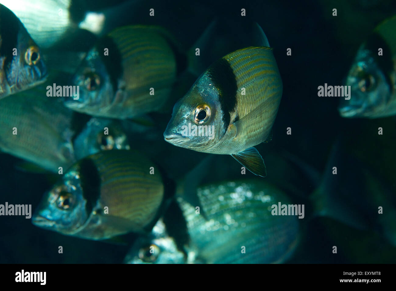 Vista ravvicinata subacquea di una scuola di pesce di comuni marabreams a due bande (Diplodus vulgaris) nel Mar Mediterraneo (Maiorca, Isole Baleari, Spagna) Foto Stock