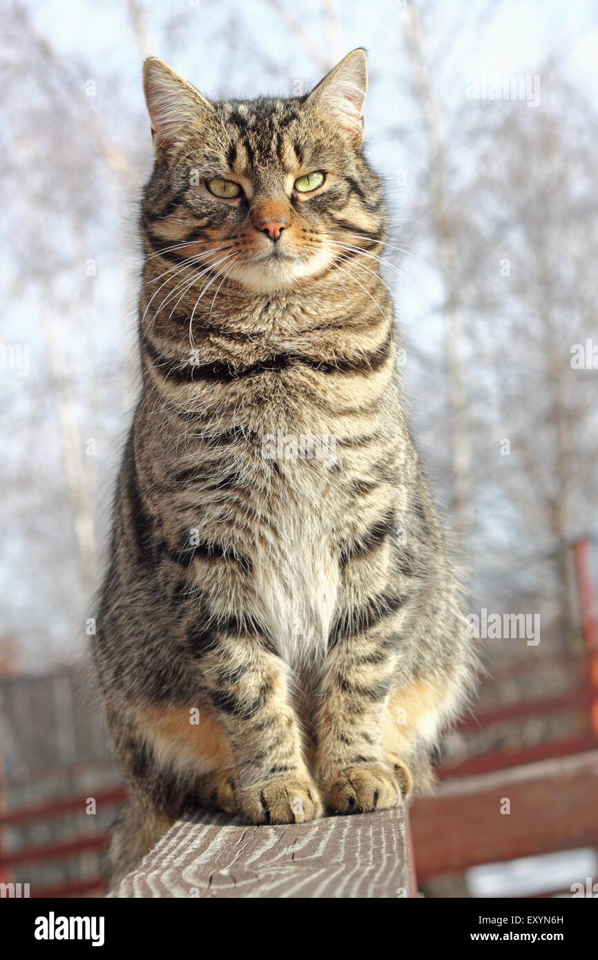 Cat relax su una staccionata di legno in un freddo giorno Foto Stock