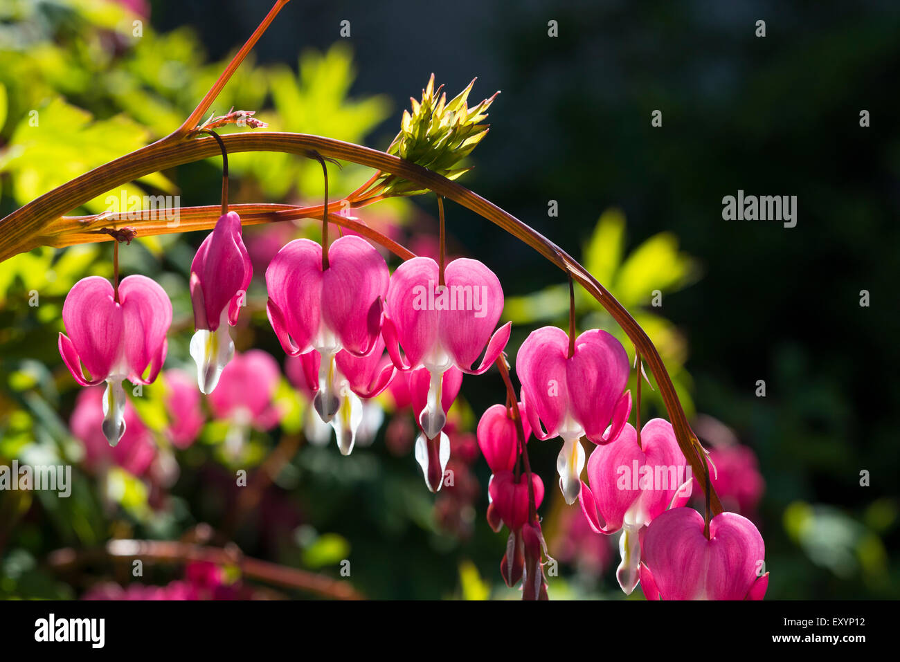 In prossimità del cuore rosso a forma di fiori di un cuore di sanguinamento, Dicentra Spectabilis. Un inarcamento il gambo dei fiori appesi. Foto Stock