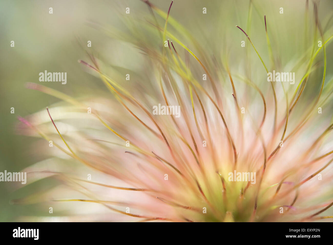 Soft close up di un Pulsatilla seedhead con filamenti fini. Foto Stock