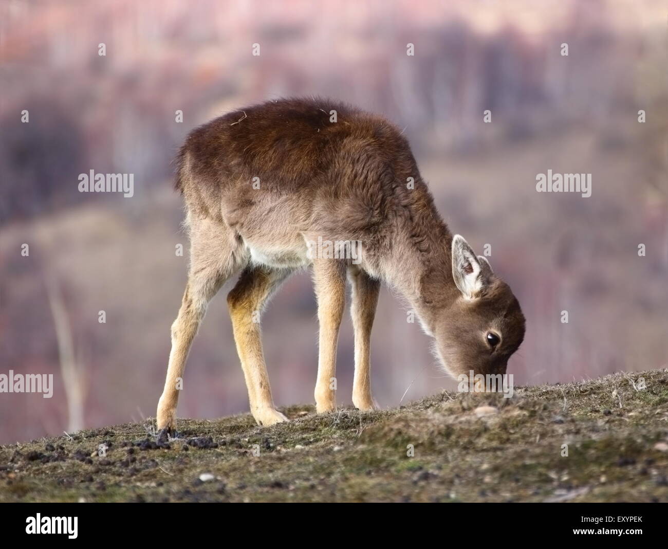 Daini vitello ( dama dama ) pascolare nel campo la scarsa erba invernale Foto Stock