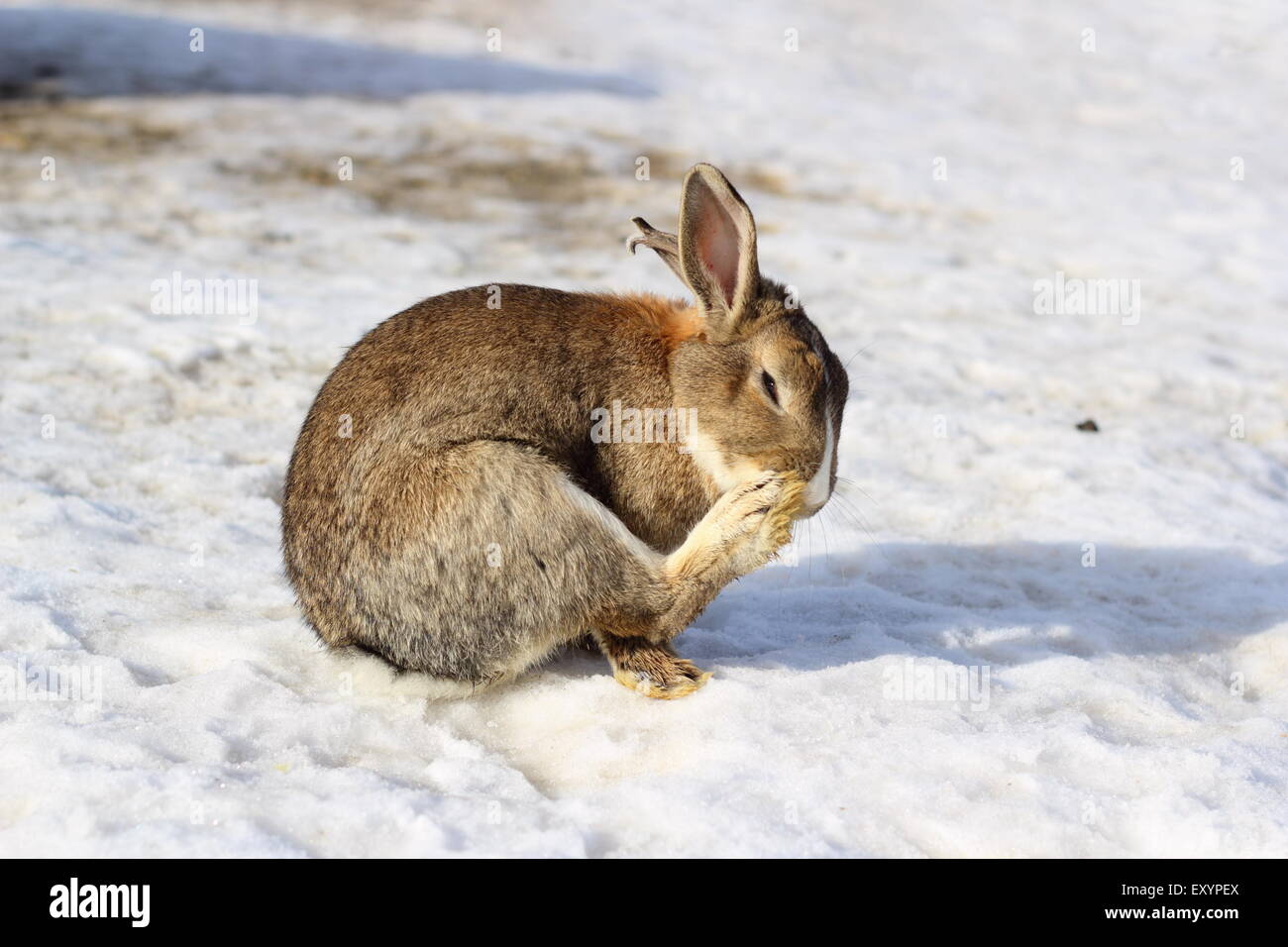 Poco simpatico coniglio graffiare mentre in piedi sulla neve Foto Stock