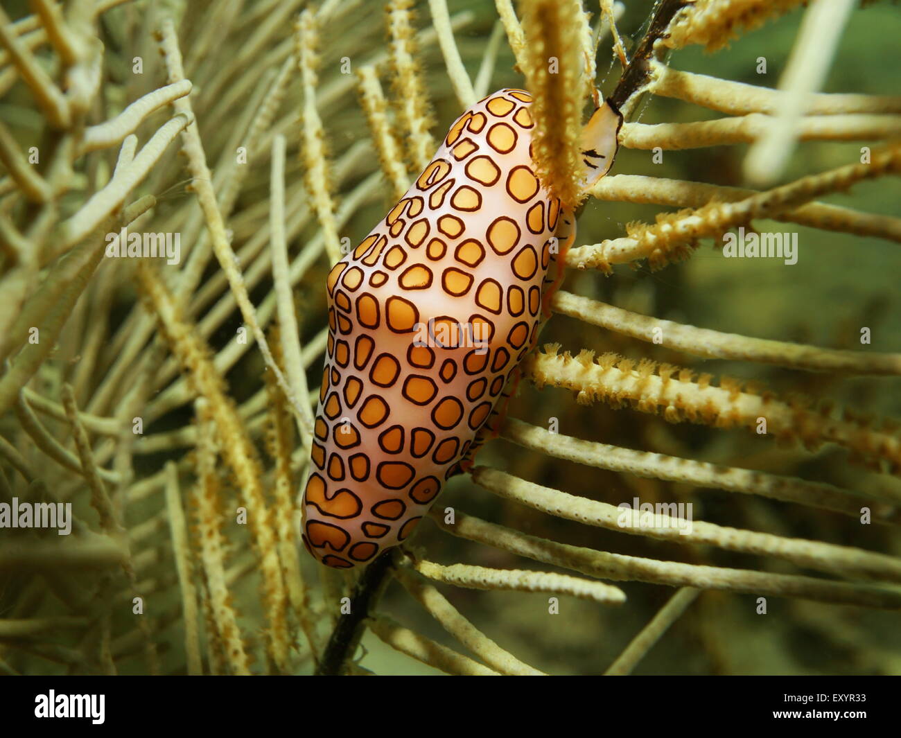 Sea Life, chiudere l immagine di una linguetta di flamingo lumaca, Cyphoma gibbosum, subacquea in Mar dei Caraibi Foto Stock