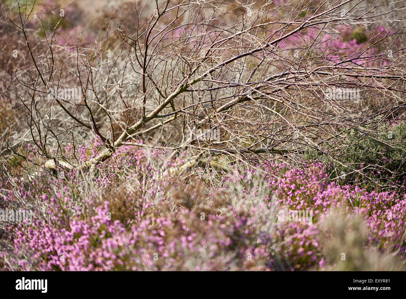 Rami spogli e di crescita fresco su Westleton Heath in estate come il heather inizia a fiorire. Foto Stock