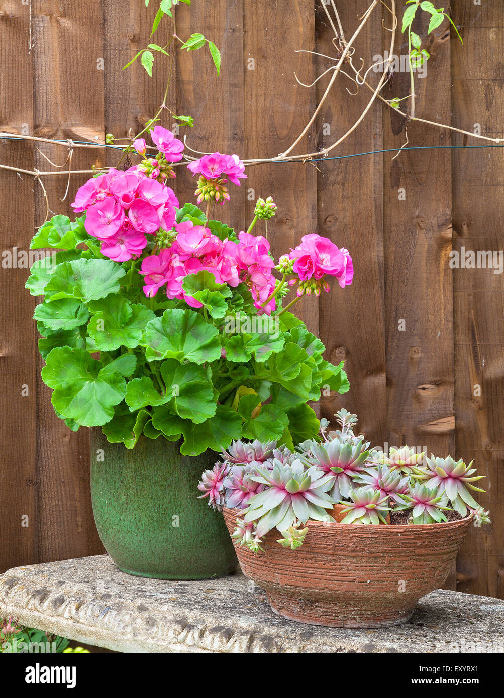 Vasi di rosa e geranio casa porri su una pietra panchina da giardino. Foto Stock