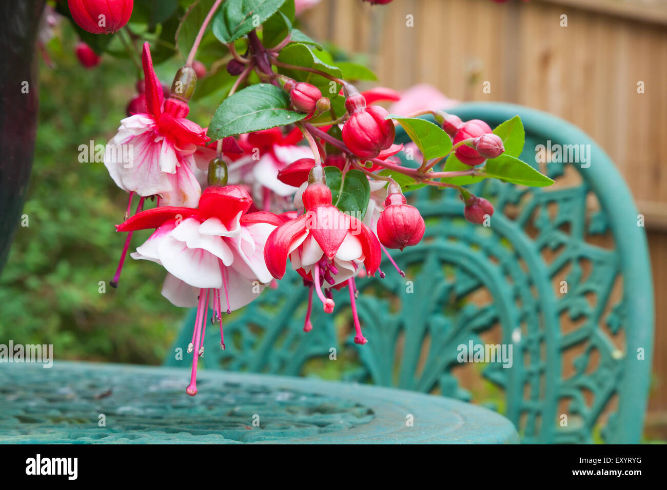 Close up di fucsia fiori e giardino tavolo e sedia Foto Stock
