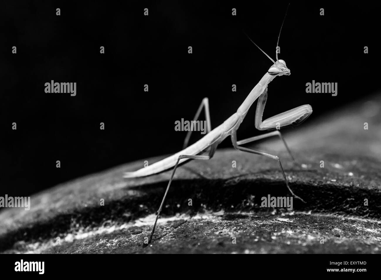 Macro di un verde mantis fissando la telecamera in bianco e nero Foto Stock