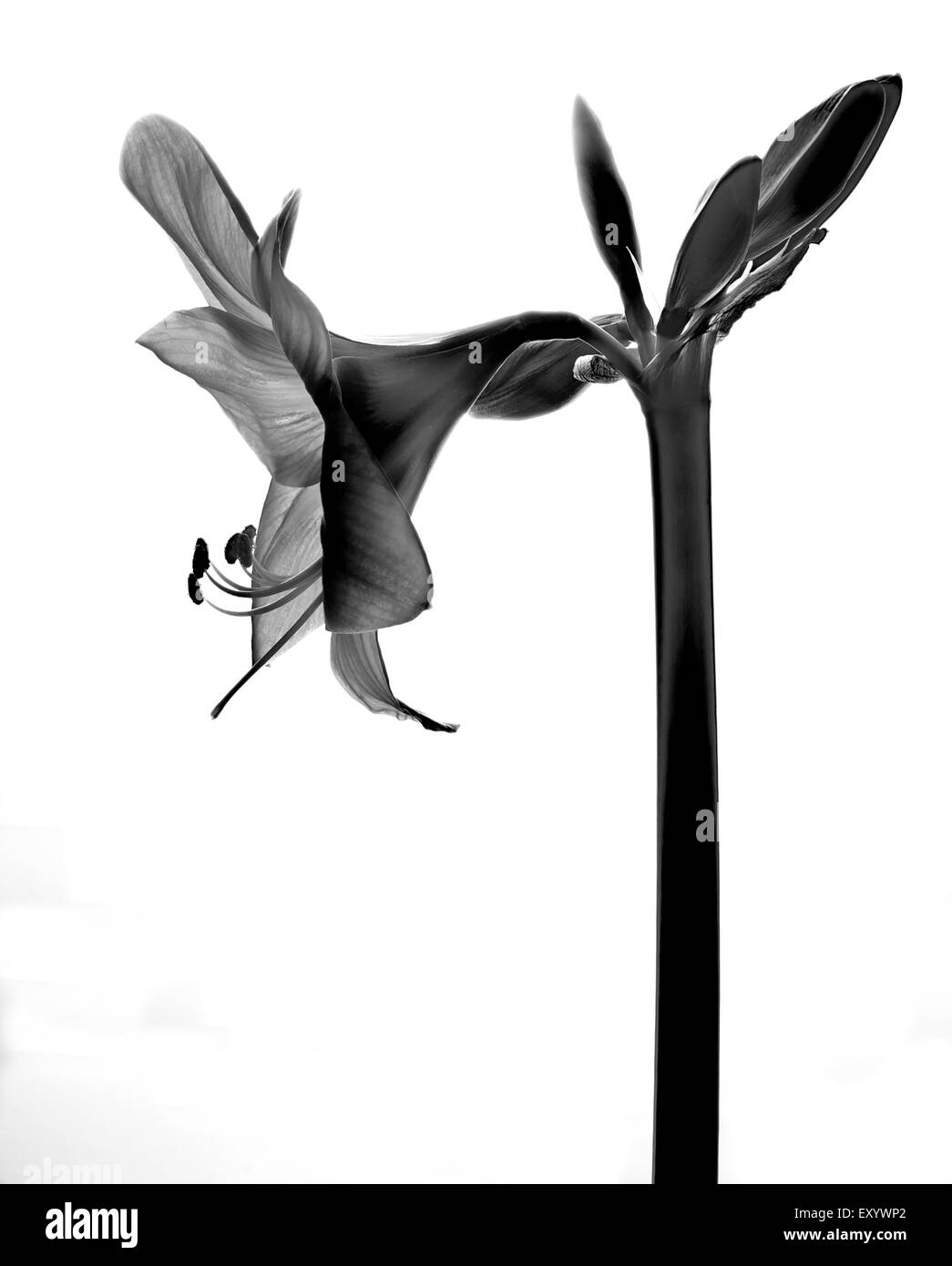 Amarilis fiore in bianco e nero Foto Stock