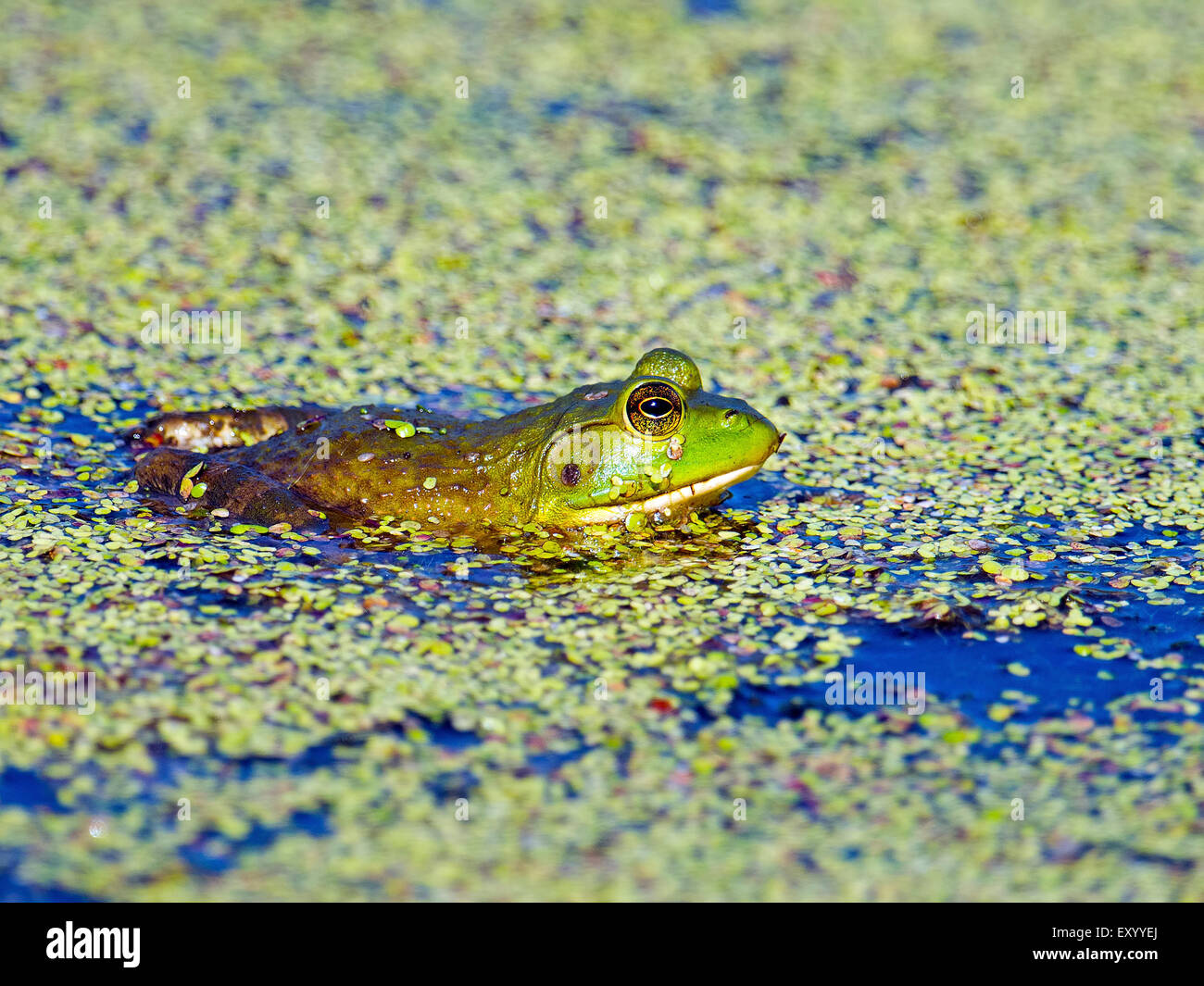 Bullfrog in stagno Foto Stock