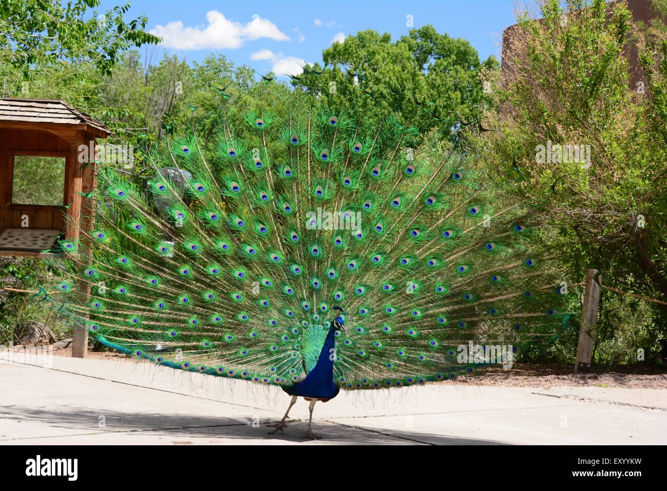 Peacock strutting le sue cose al lo Zoo di Albuquerque, New Mexico - USA Foto Stock