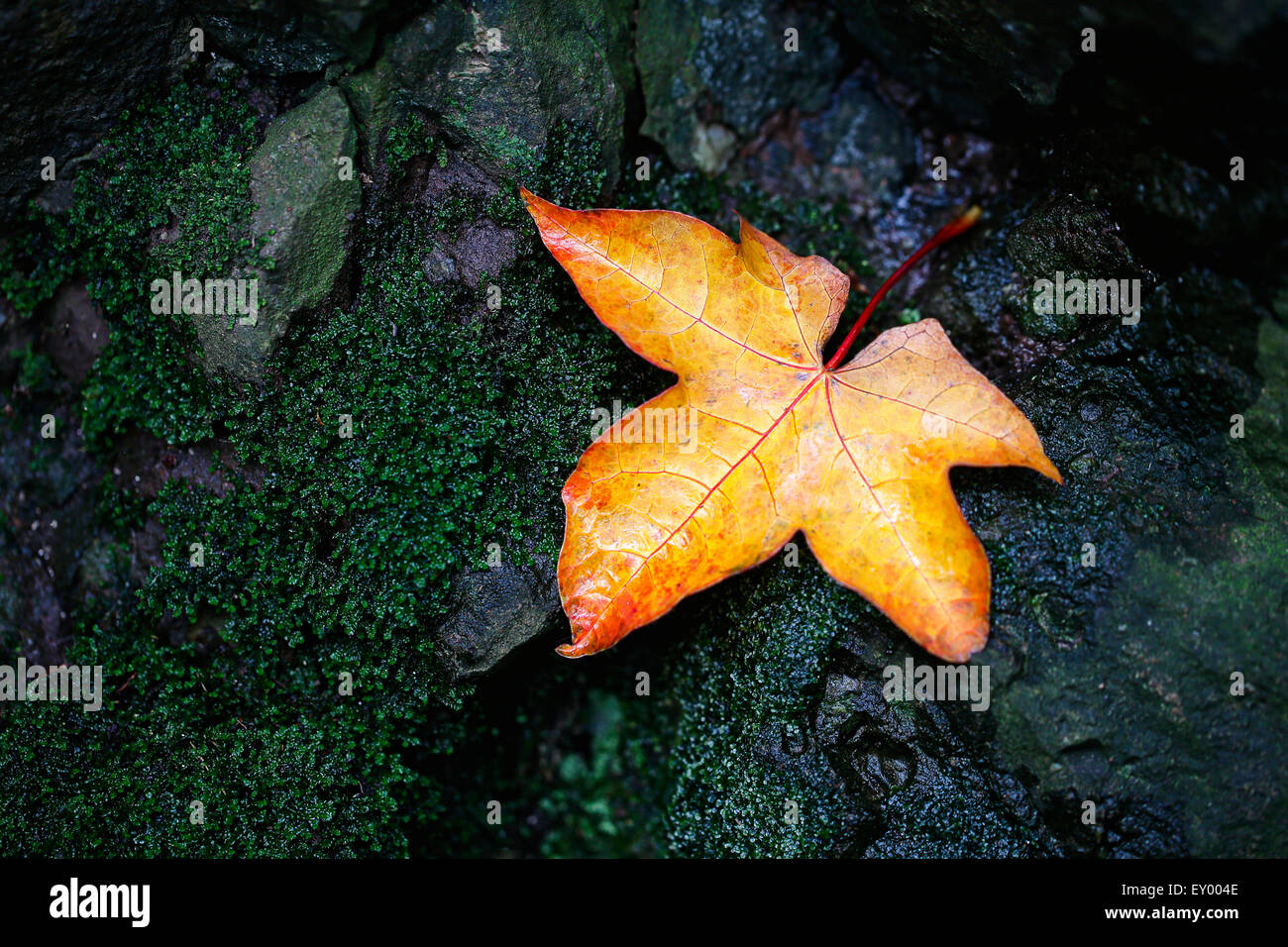 Un caduto Autumn Leaf su un umido, coperte di muschio rock Foto Stock