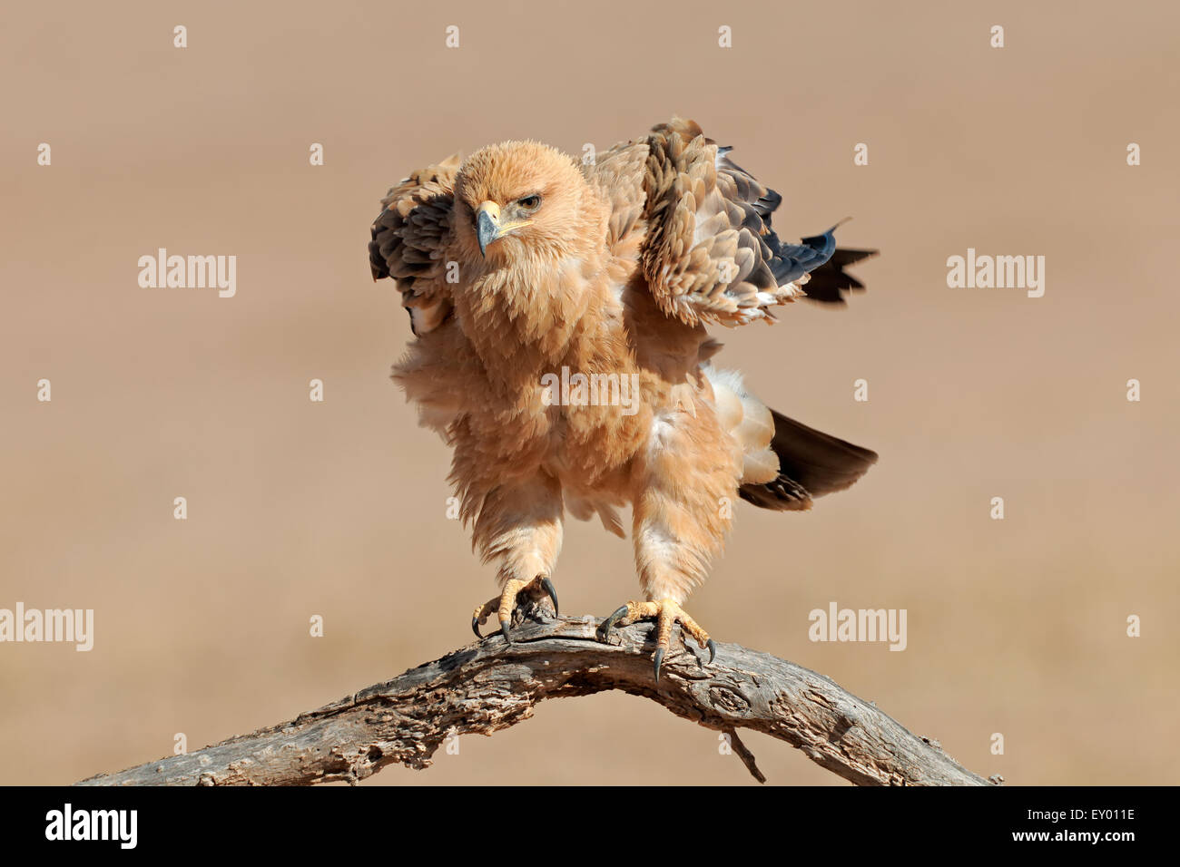 Un tawny eagle (Aquila rapax) appollaiato su un ramo, deserto Kalahari, Sud Africa Foto Stock