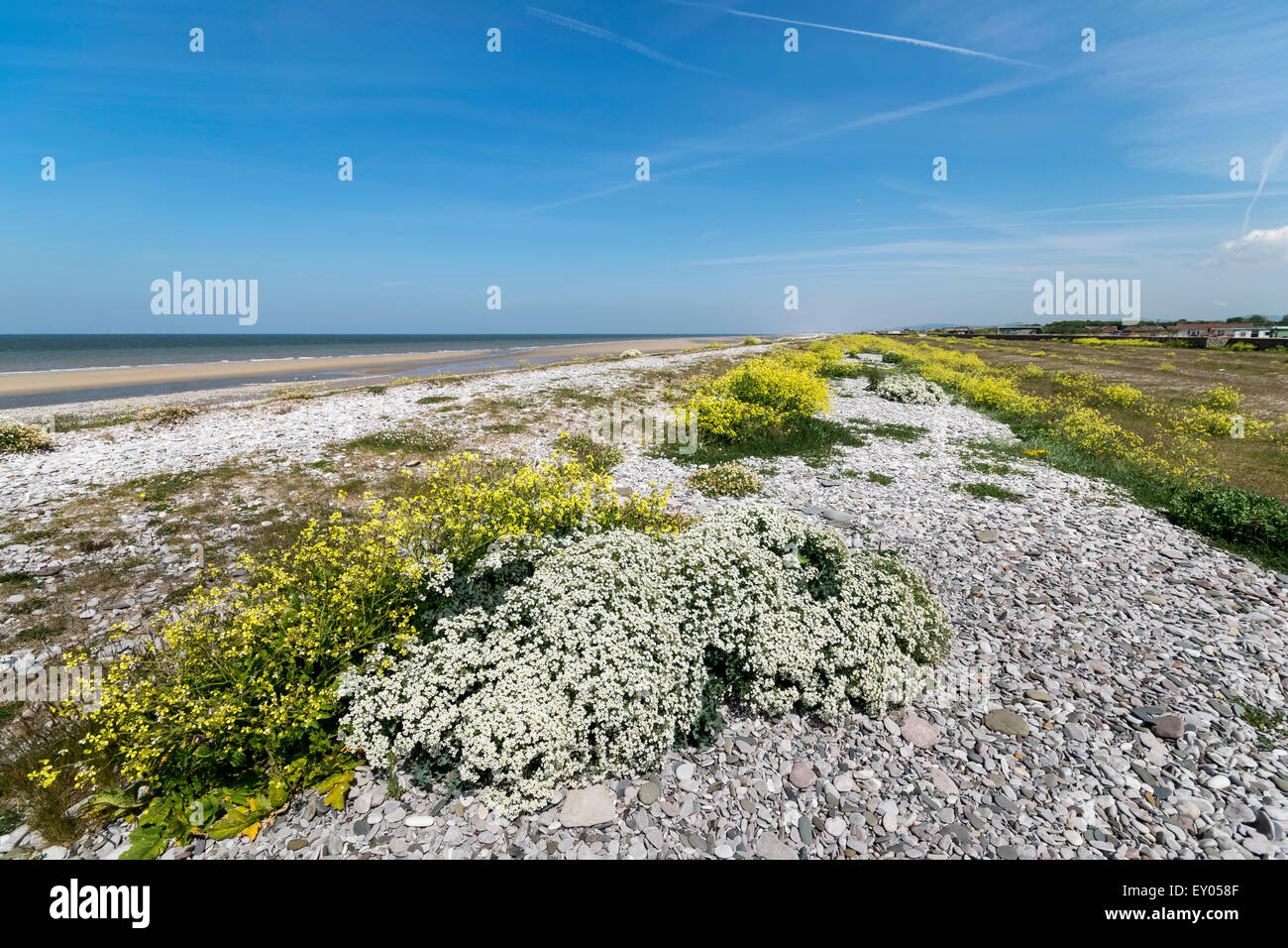 Plover inanellato area di nidificazione sulla spiaggia Pensarn nel Galles del Nord Regno Unito Foto Stock