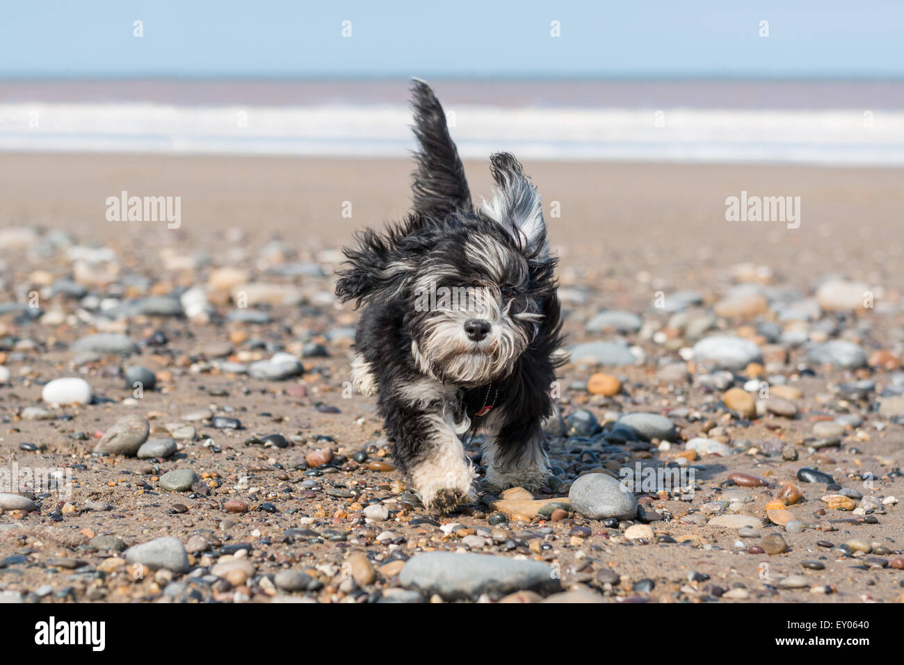 Un pedigree Havanese cucciolo corre attraverso i ciottoli in una giornata di vento in spiaggia. Foto Stock