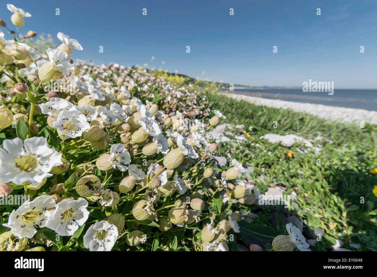 Mare campion Silene maritima crescente sulla costa del nord del Galles. Foto Stock