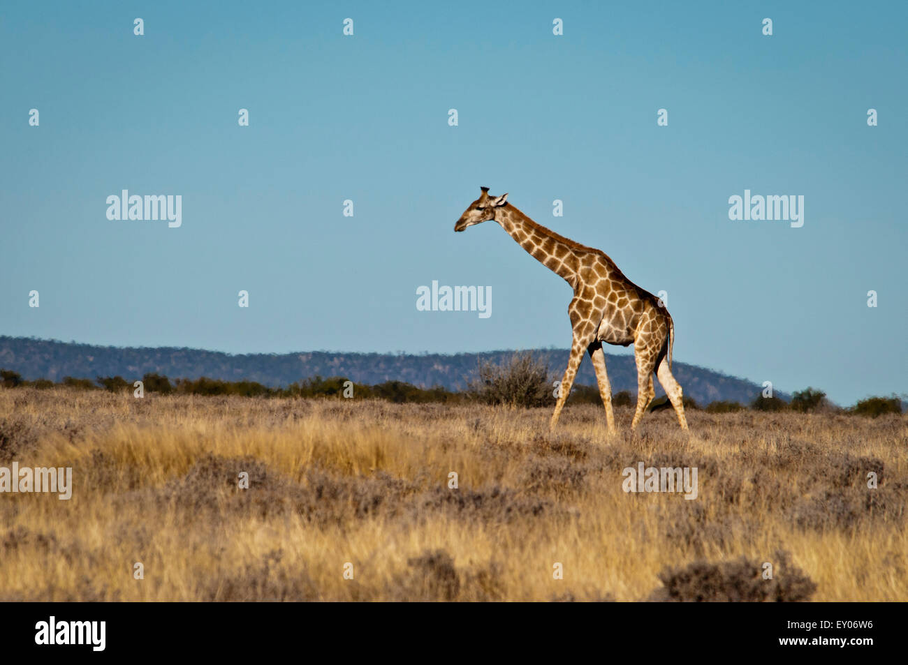 Giraffa solitaria, Giraffa camelopardalis, camminare su una pianura erbosa nel Parco Nazionale Etosha, Namibia, Africa Foto Stock