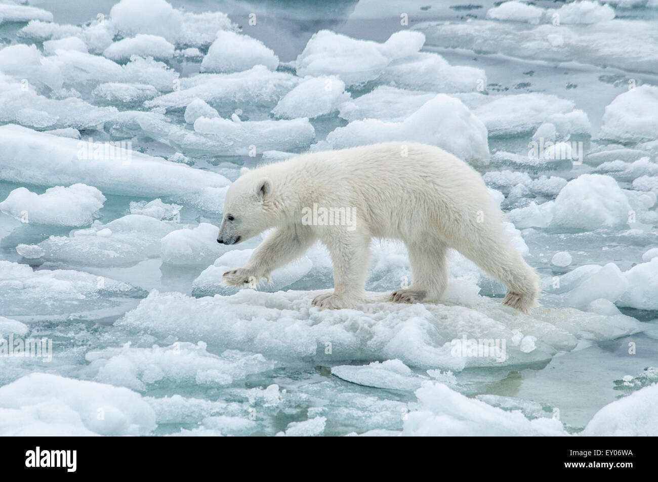 Carino Polar Bear Cub, Ursus maritimus, camminando con attenzione sulla fusione Olgastretet Pack ghiaccio, arcipelago delle Svalbard, Norvegia Foto Stock