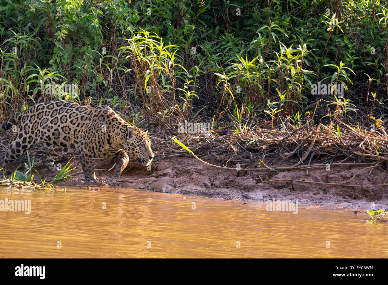 Profilo di una Jaguar, Panthera onca, caccia lungo un fiume nel Pantanal, Mato Grosso, Brasile, Sud America Foto Stock