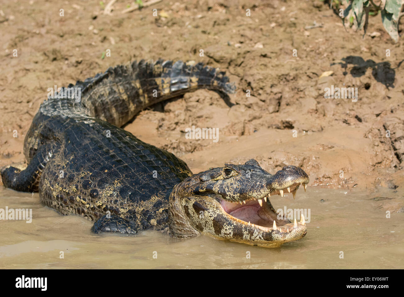 Yacare Caiman, Caiman coccodrilus yacare, bocca aperta nel Pantanal, Mato Grosso, Brasile, Sud America Foto Stock
