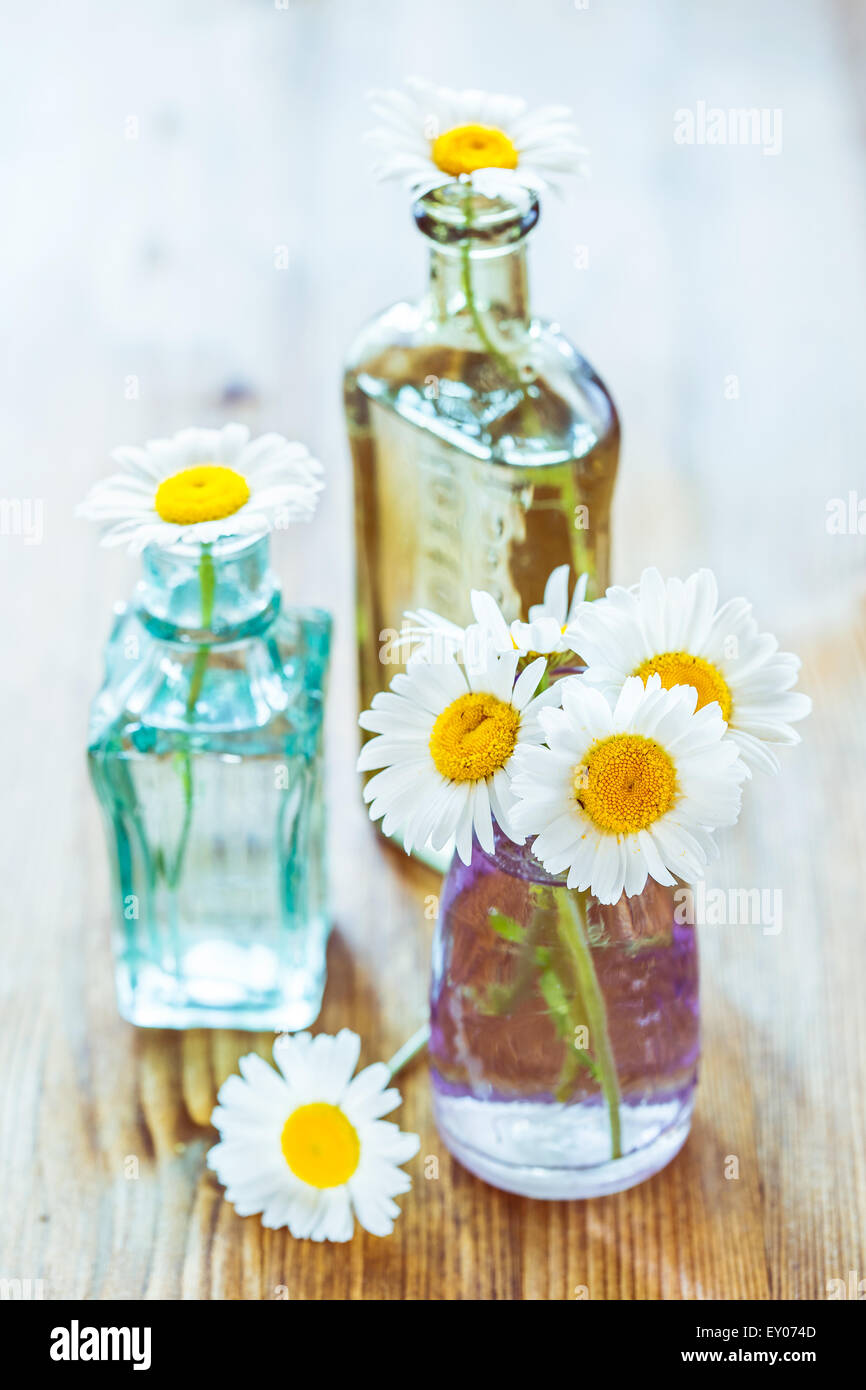 Mazzi di fiori di camomilla in un bicchiere piccolo bottiglie colorate Foto Stock