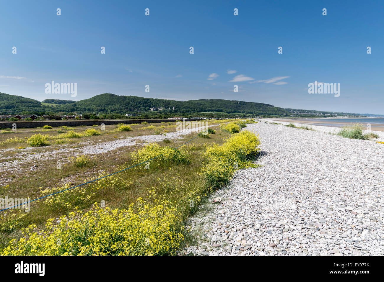 Plover inanellato area di nidificazione sulla spiaggia Pensarn nel Galles del Nord Regno Unito Foto Stock