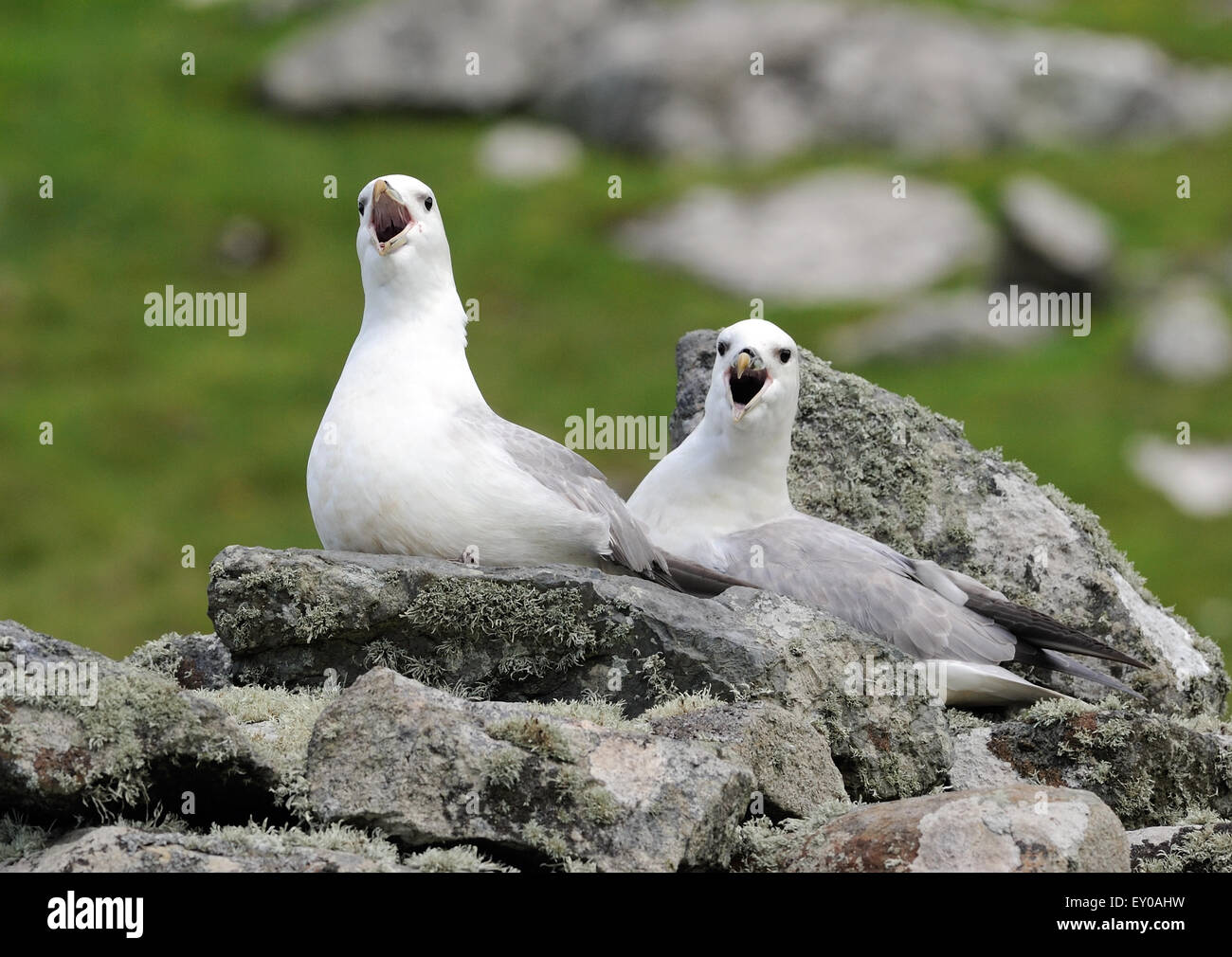 Una coppia di Fulmars settentrionale (Fulmarus glacialis) presso il loro nido. Hirta, St Kilda, Scotland, Regno Unito. Foto Stock