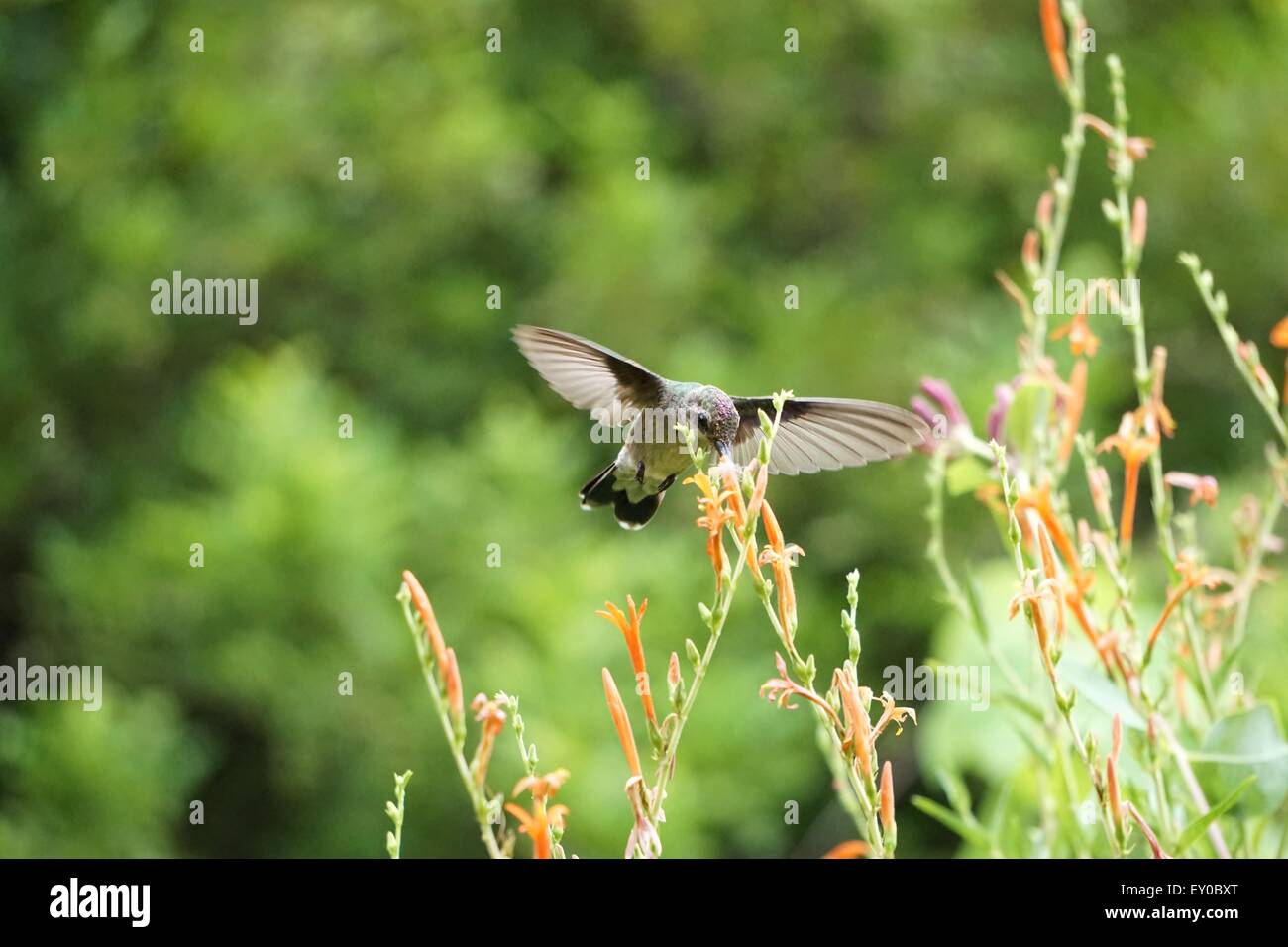 Hummingbird & Flower Foto Stock
