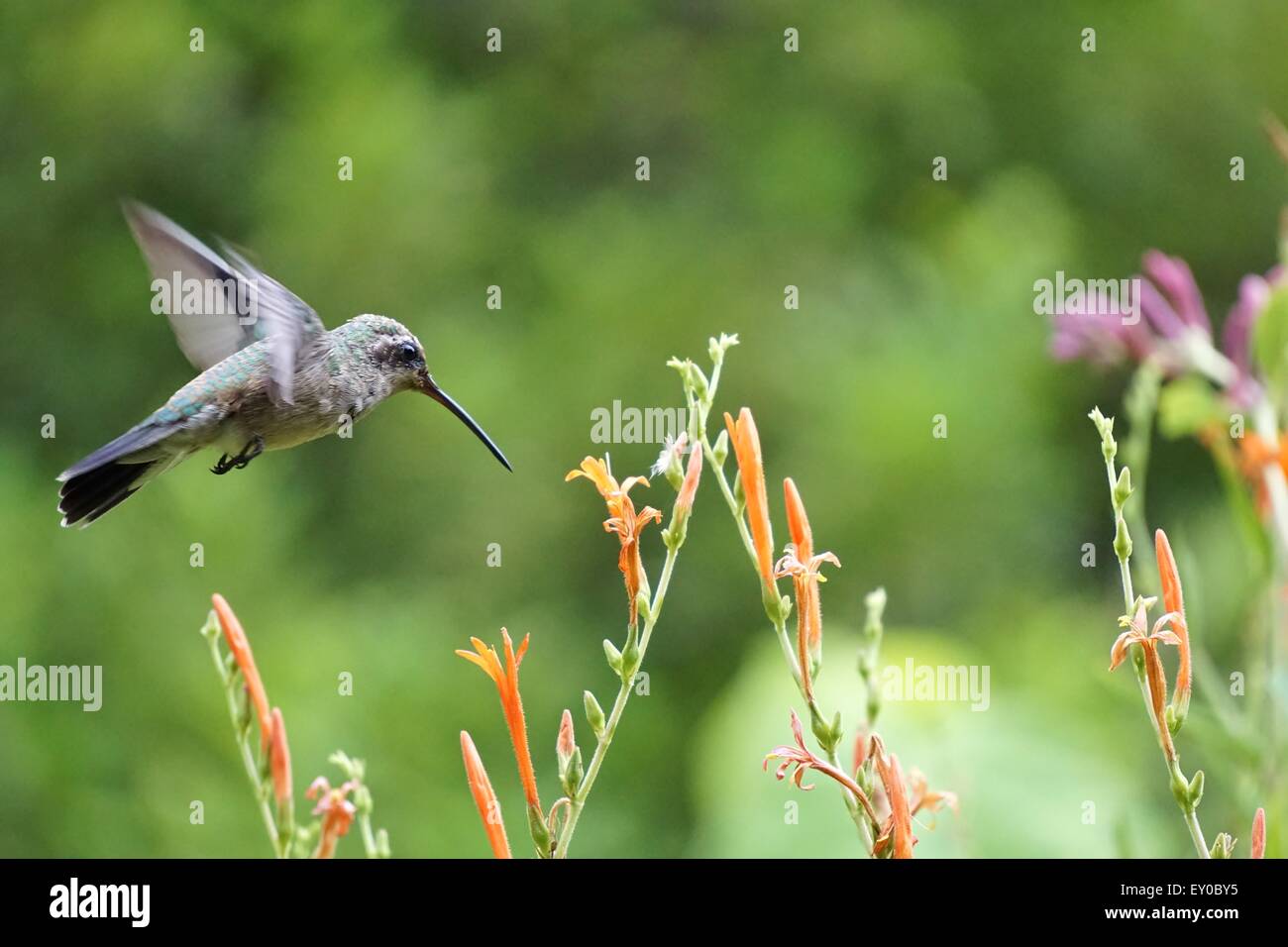 Hummingbird & Flower Foto Stock