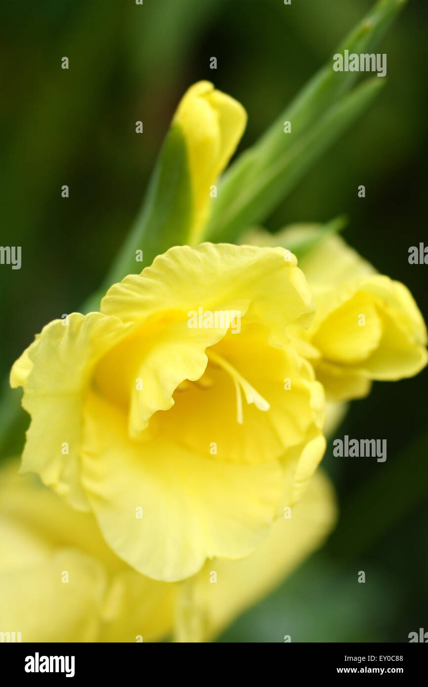 Fioritura giallo gladiola, Gladiolus 'Lemon Drop' con sfondo verde, soffice macro verticale shot Foto Stock