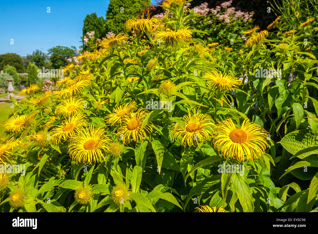 Grandi fiori gialli, Inula Hookeri, Hooker Inula, nel giardino soleggiato, close up shot orizzontale con colori luminosi. Foto Stock