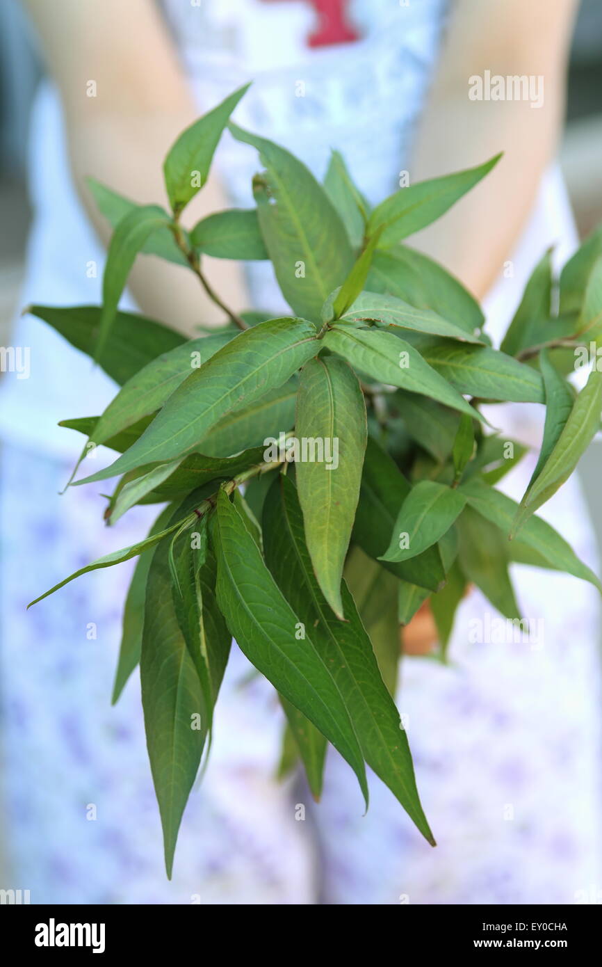 Il vietnamita menta, Persicaria odorata Foto Stock